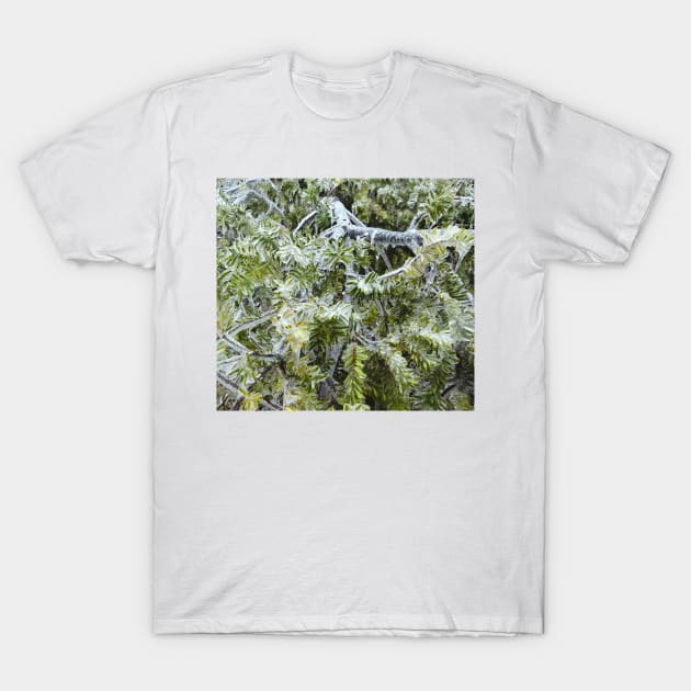 Frozen Canadian Hemlock - Freezing Rain in the Spring T-Shirt by GenAumonier